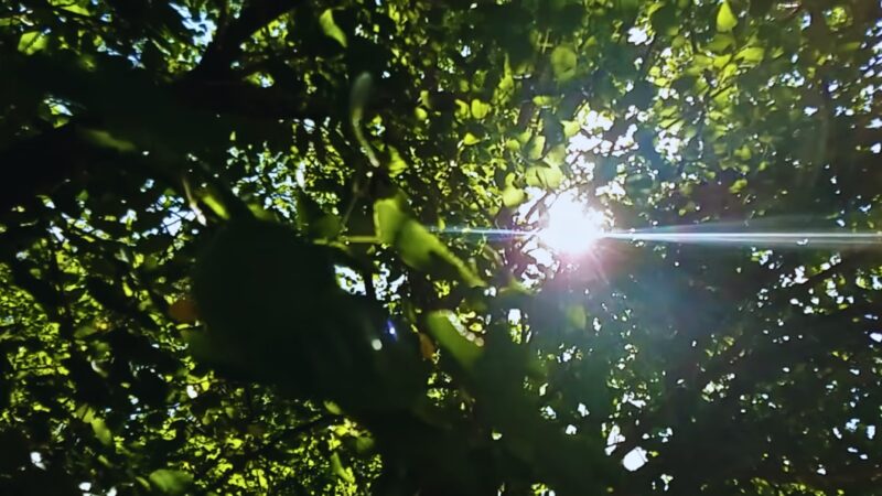 Sunlight Passing Through Leaves. Concept for Environmental and Financial Benefits of Solar Energy